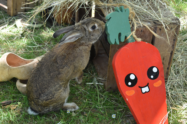 Fête de l'environnement et du bien-être animal 2023