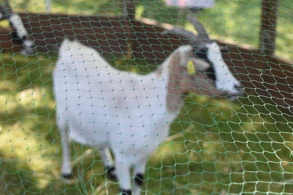 Fête de l'environnement et du bien-être animal 2023