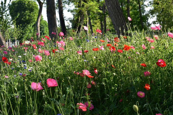 Le Fort en fleurs